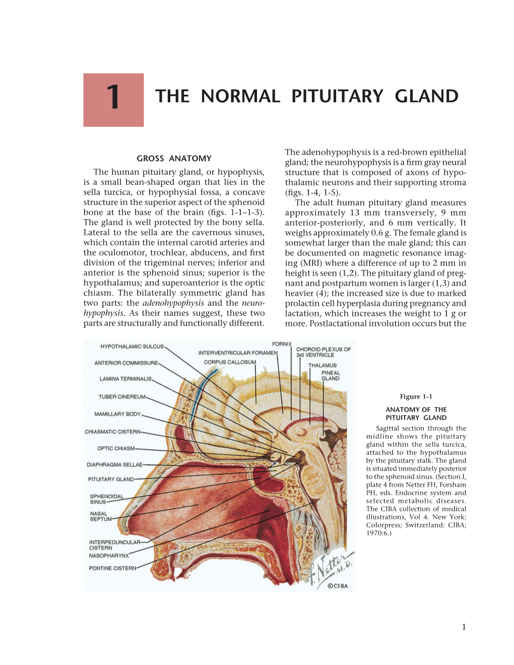 The Normal Pituitary Gland