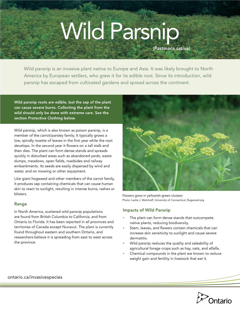 Wild Parsnip (Pastinaca Sativa)