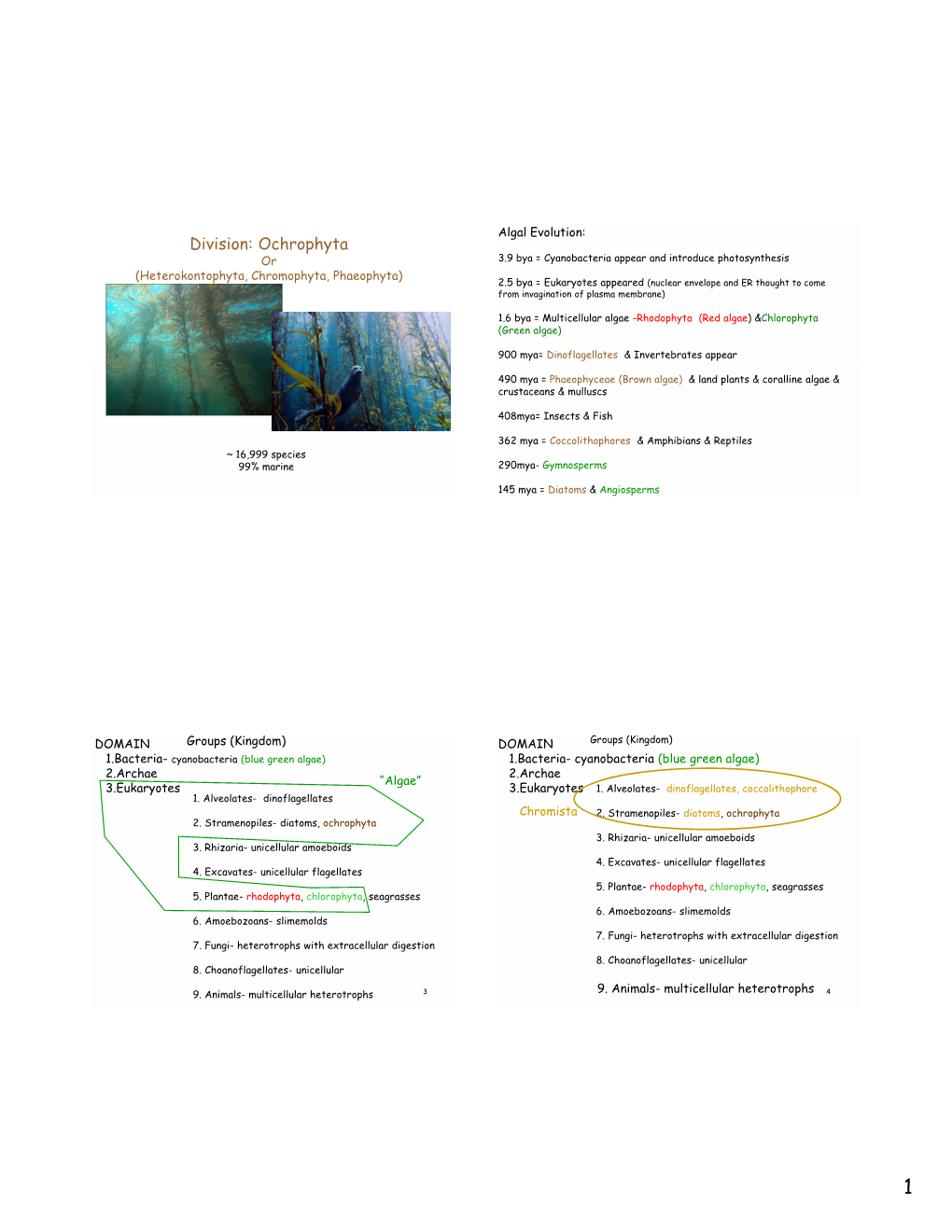 Division: Ochrophyta