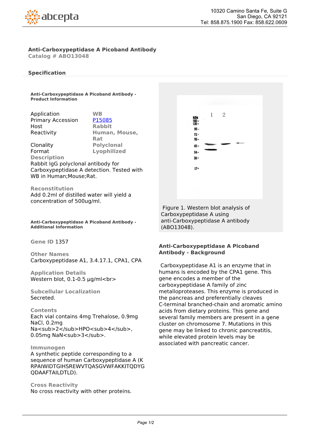 Anti-Carboxypeptidase a Picoband Antibody Catalog # ABO13048