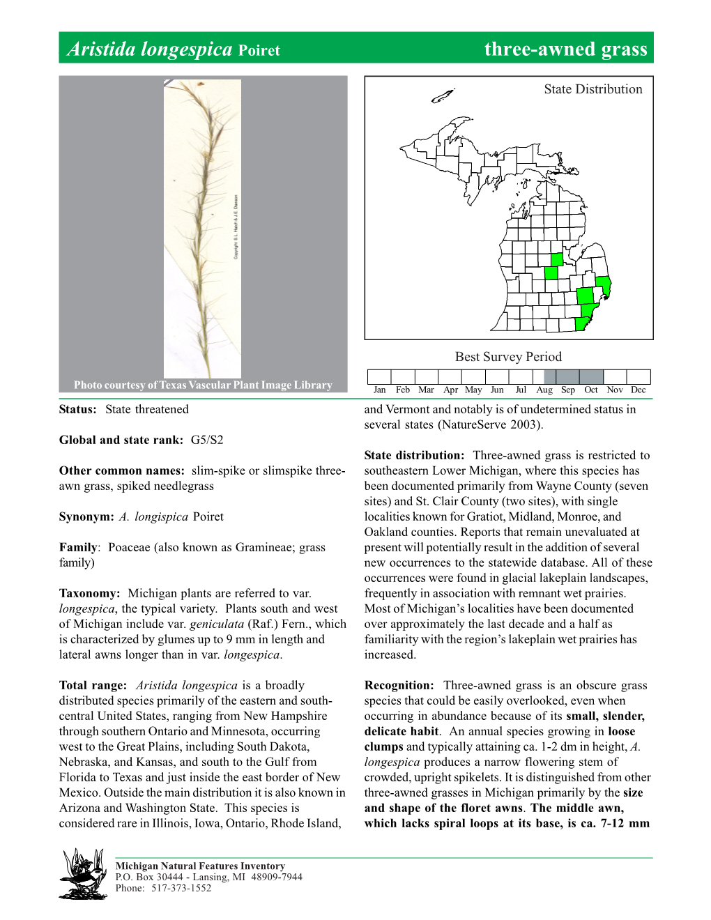 Aristida Longespica Poiret Three-Awnedthree-Awned Grass, Grass Page 1