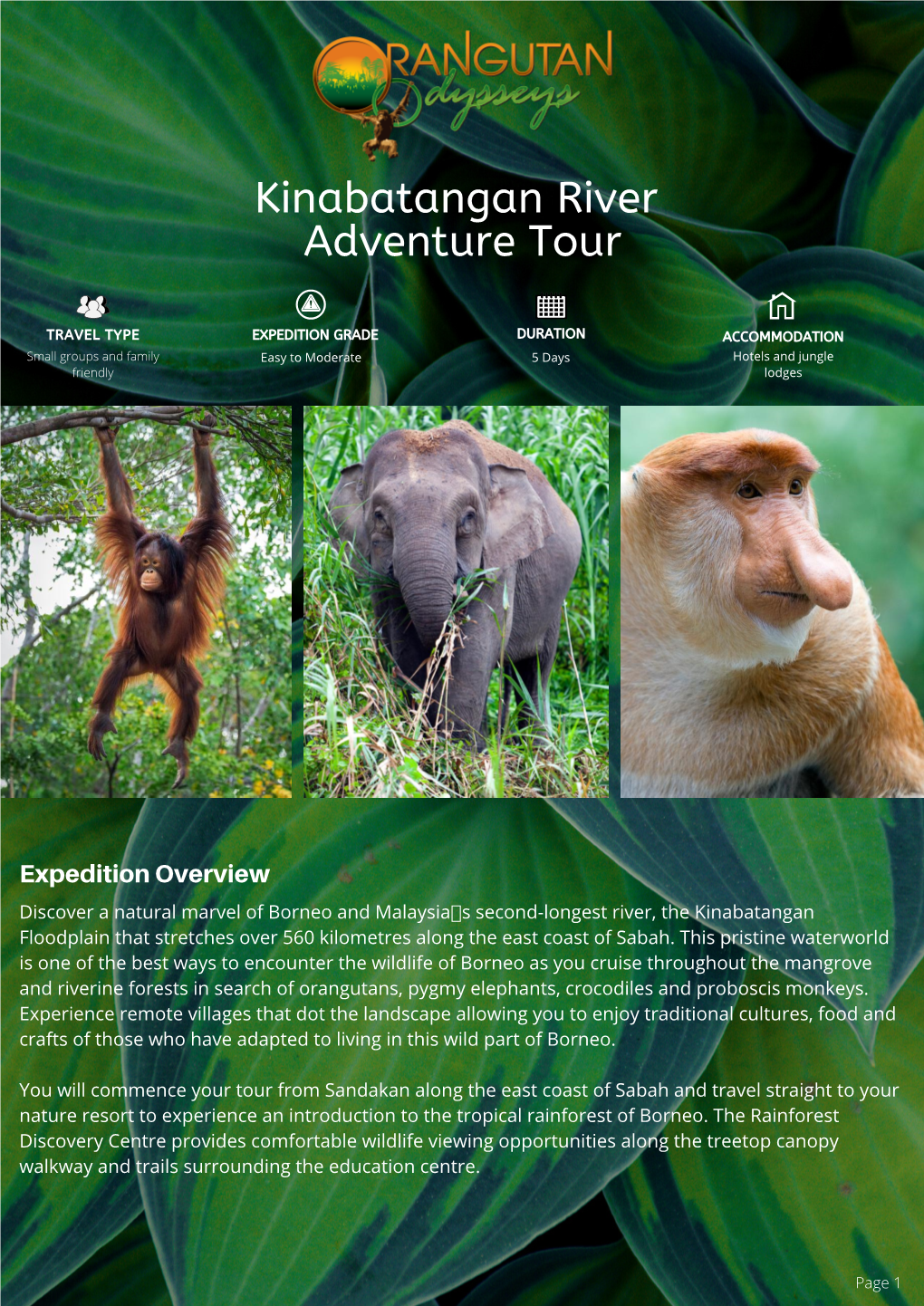 Priced Kinabatangan River Adventure Tour Brochure