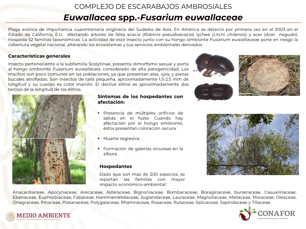 Euwallacea Spp.-Fusarium Euwallaceae