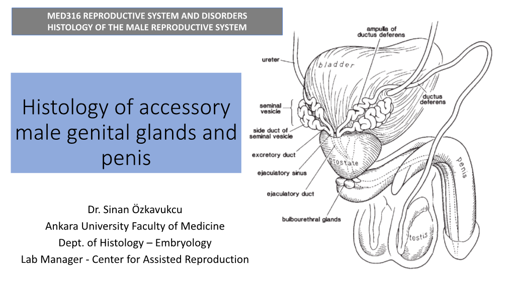 Histology of Accessory Male Genital Glands and Penis