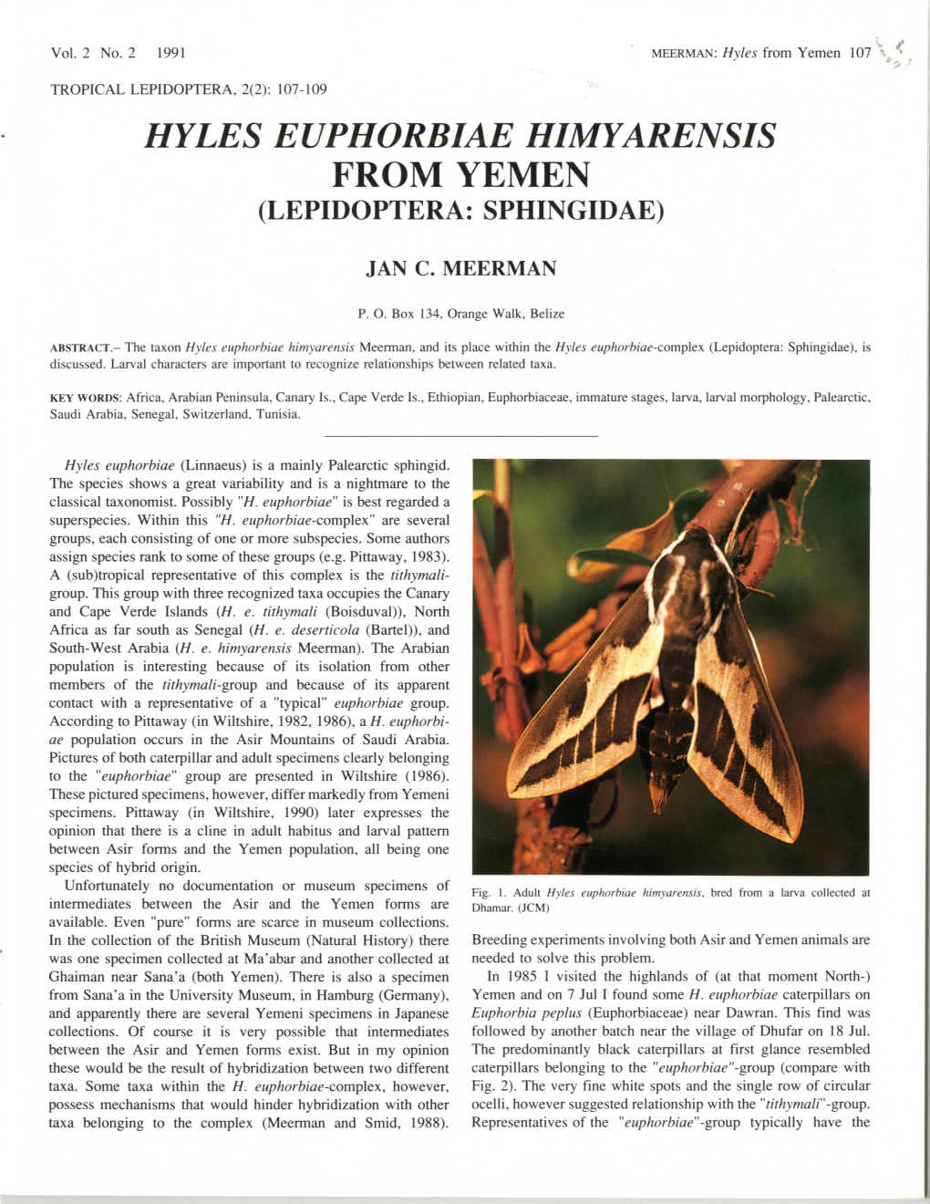 Hyles Euphorbiae Himyarensis from Yemen (Lepidoptera: Sphingidae)