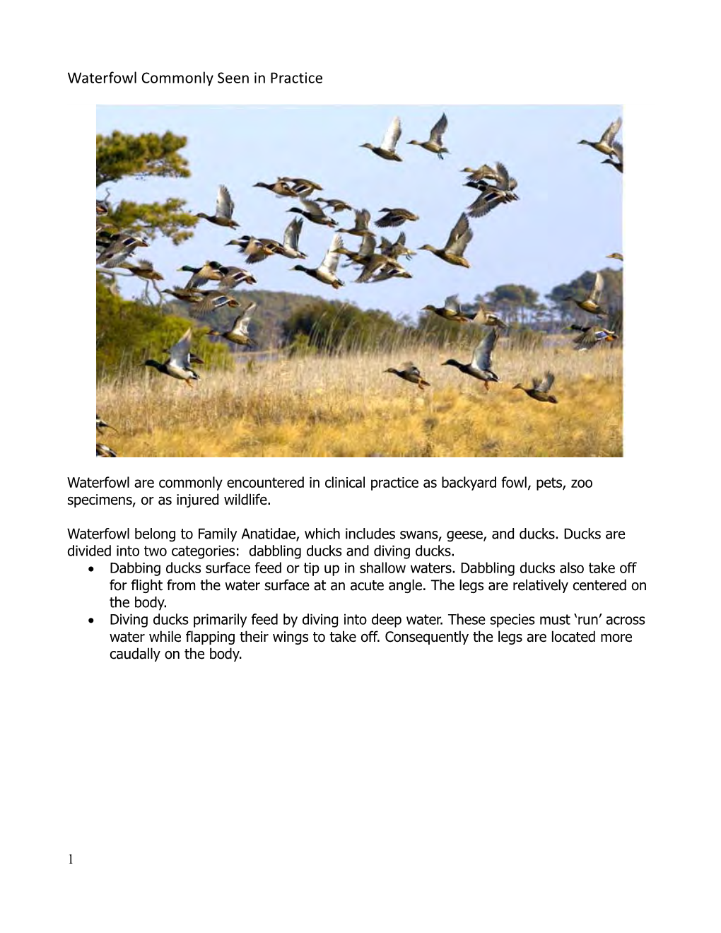 Waterfowl Species Commonly Seen in Practice