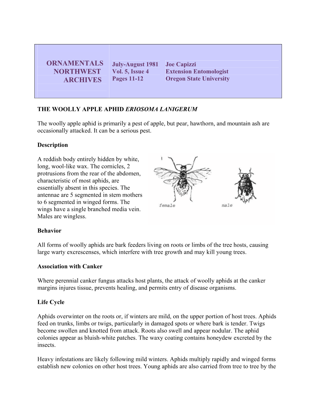 The Wooly Apple Aphid Eriosoma Lanigerum