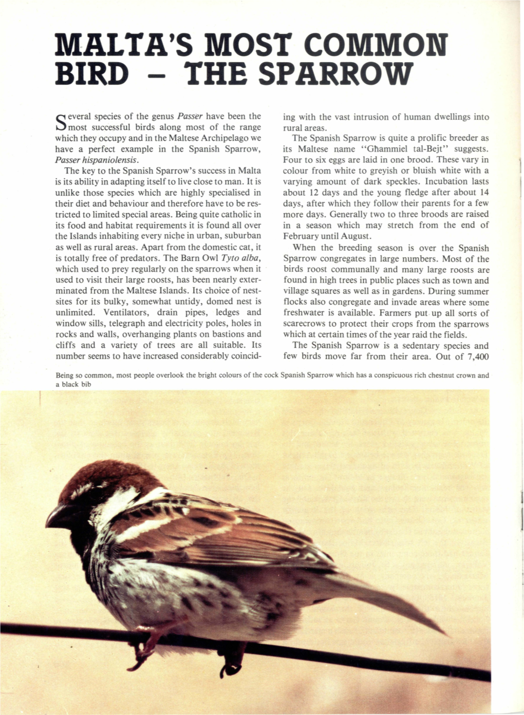 MALTA's Lviost Colvilvion BIRD - the SPARROW