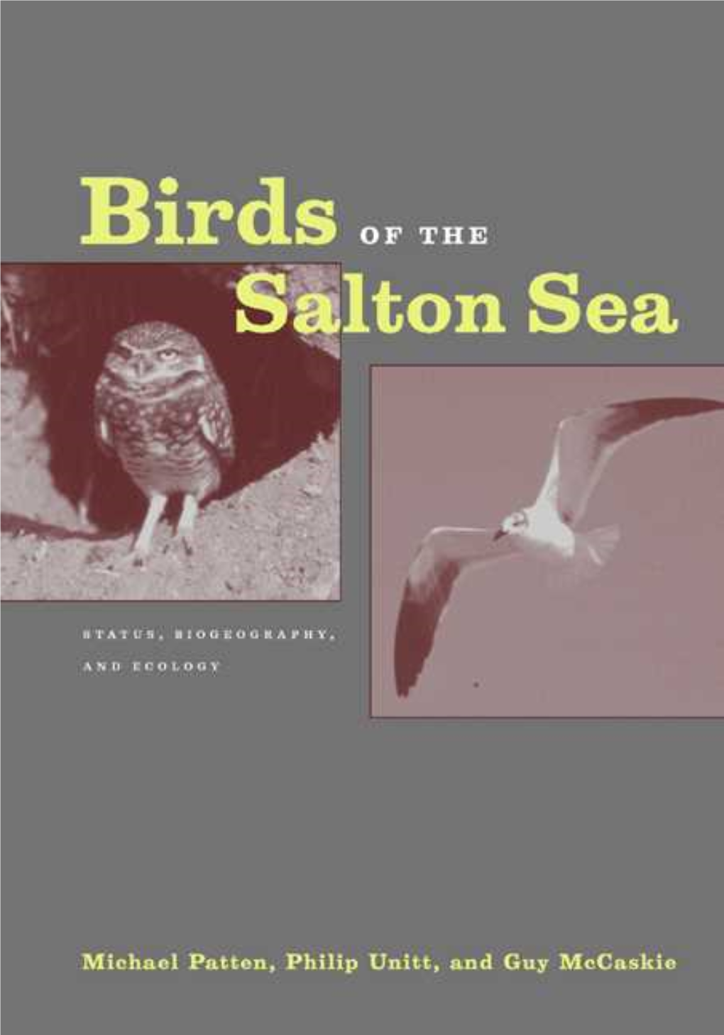 Birds of the Salton Sea by Michael Patten Philip