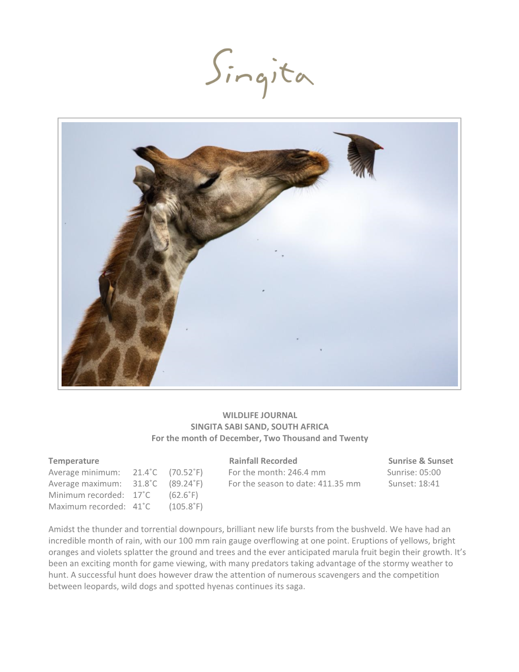 WILDLIFE JOURNAL SINGITA SABI SAND, SOUTH AFRICA for the Month of December, Two Thousand and Twenty
