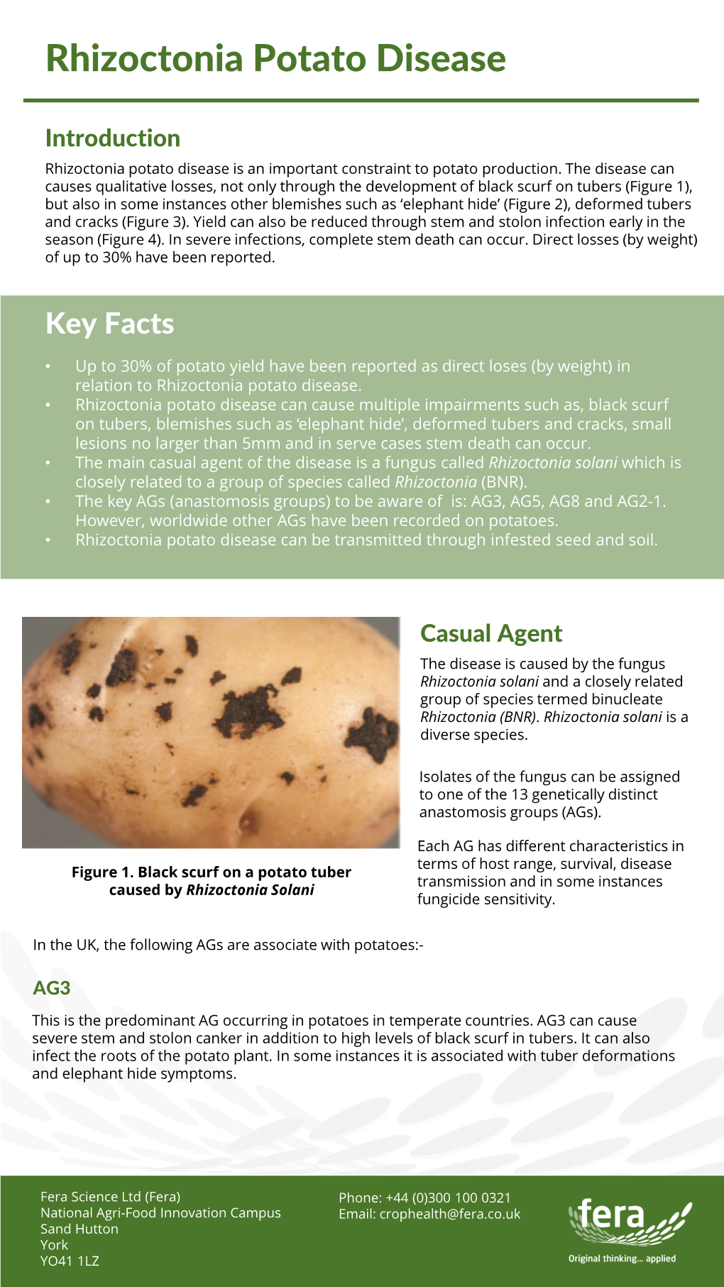 Rhizoctonia Potato Disease