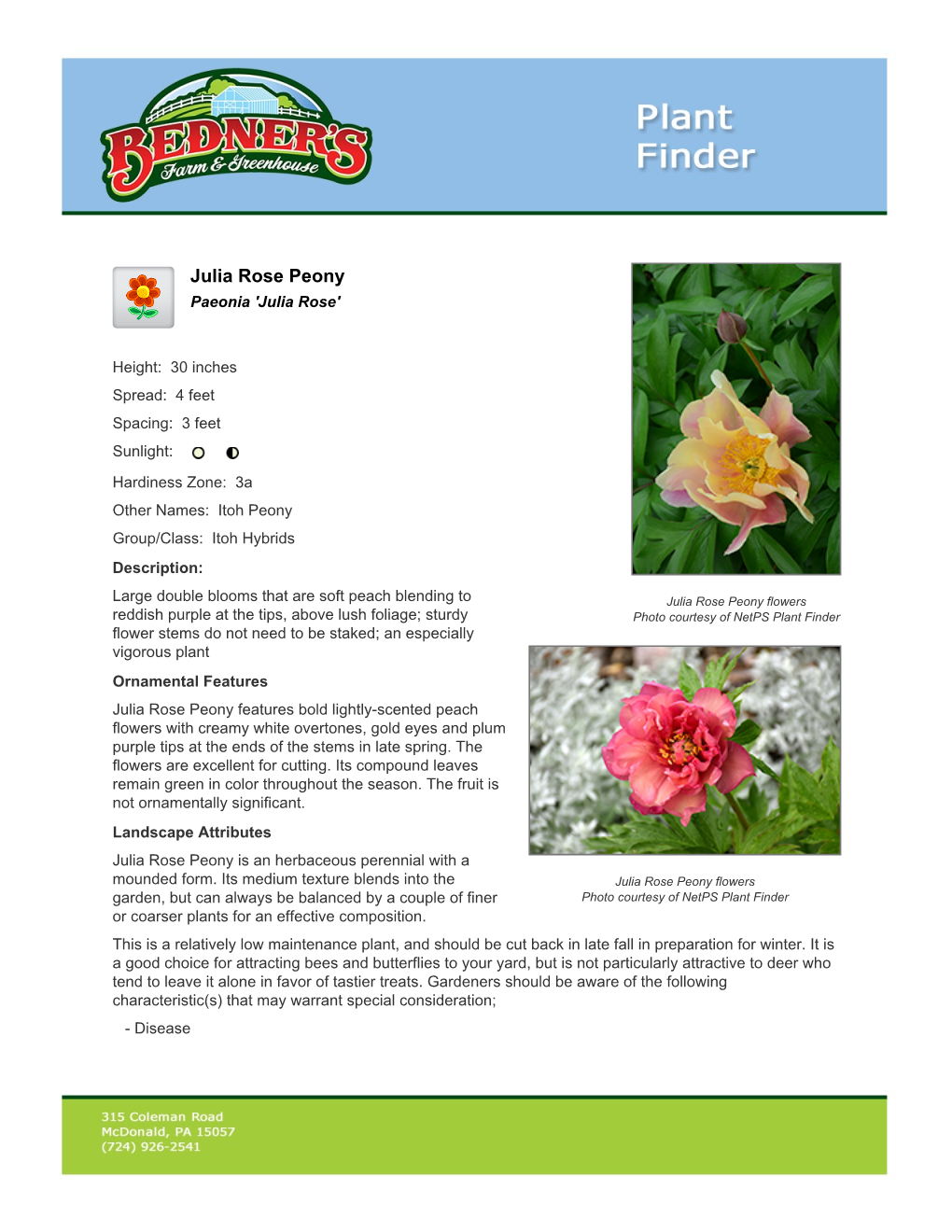 Bedner's Farm & Greenhouse Julia Rose Peony