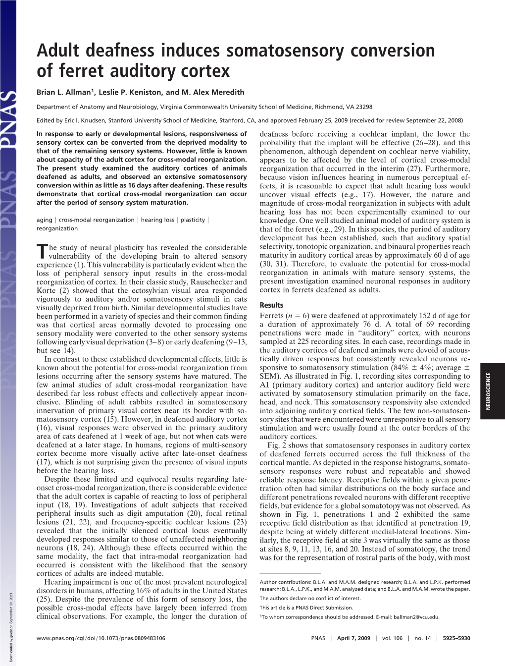 Adult Deafness Induces Somatosensory Conversion of Ferret Auditory Cortex