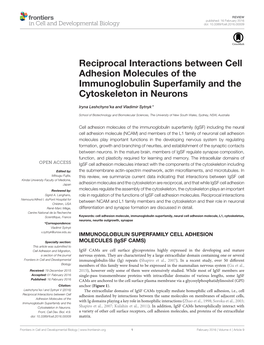 Reciprocal Interactions Between Cell Adhesion Molecules of the Immunoglobulin Superfamily and the Cytoskeleton in Neurons