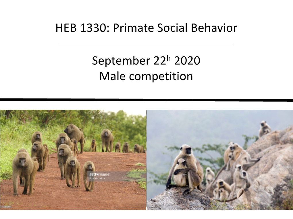 Primate Social Behavior September 22H 2020 Male Competition