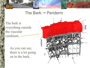 The Bark: = Periderm