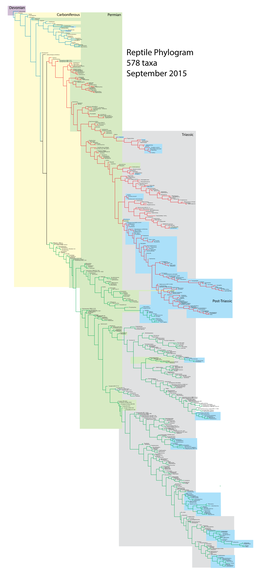 Reptile Phylogram 578 Taxa September 2015