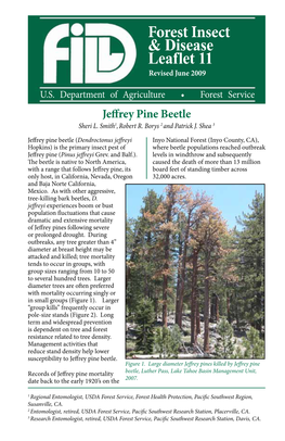 Jeffrey Pine Beetle Sheri L