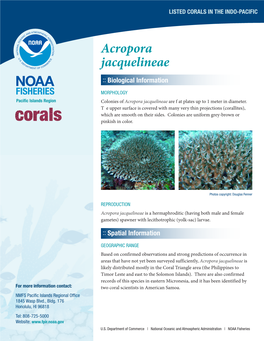 Acropora Jacquelineae :: Biological Information