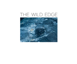 The Wild Edge 2 Thefreedom Towild Roam the Paciedgefic Coast a Photographic Journey by Florian Schulz
