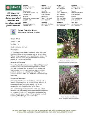 Stein's Garden & Home Purple Fountain Grass