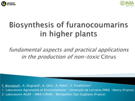 Biosynthesis of Furanocoumarins