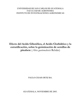 Abies Guatemalensis Rehder)