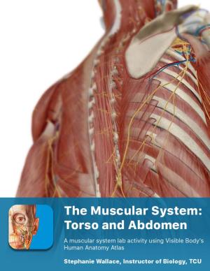 Right External Intercostal Muscles Right Pectoralis Minor Muscle