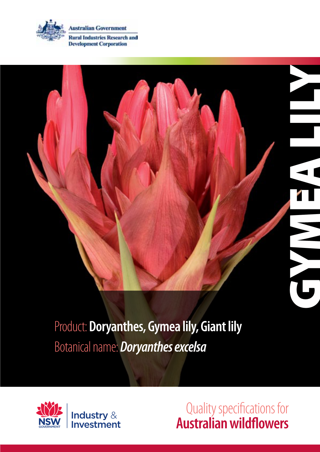 Gymea Lily, Giant Lily Botanical Name: Doryanthes Excelsa