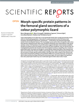 Morph-Specific Protein Patterns in the Femoral Gland Secretions of a Colour