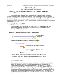 Promoters and Terminators BMB 400, Part Three Gene Expression And