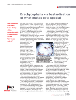 Brachycephalia – a Bastardisation of What Makes Cats Special