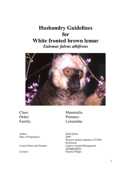 White Fronted Brown Lemur Eulemur Fulvus Albifrons