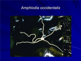 Anatomy of Ophiuroidea