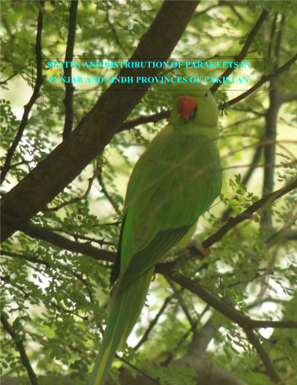 Status and Distribution of Parakeets in Punjab and Sindh Provinces of Pakistan