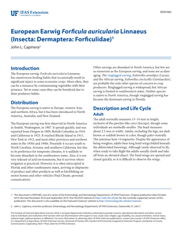 European Earwig Forficula Auricularia Linnaeus