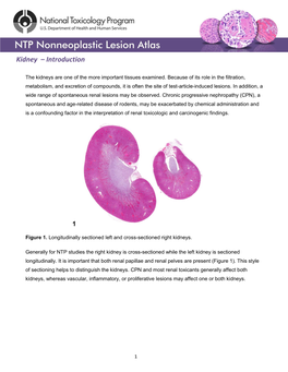 Kidney – Introduction