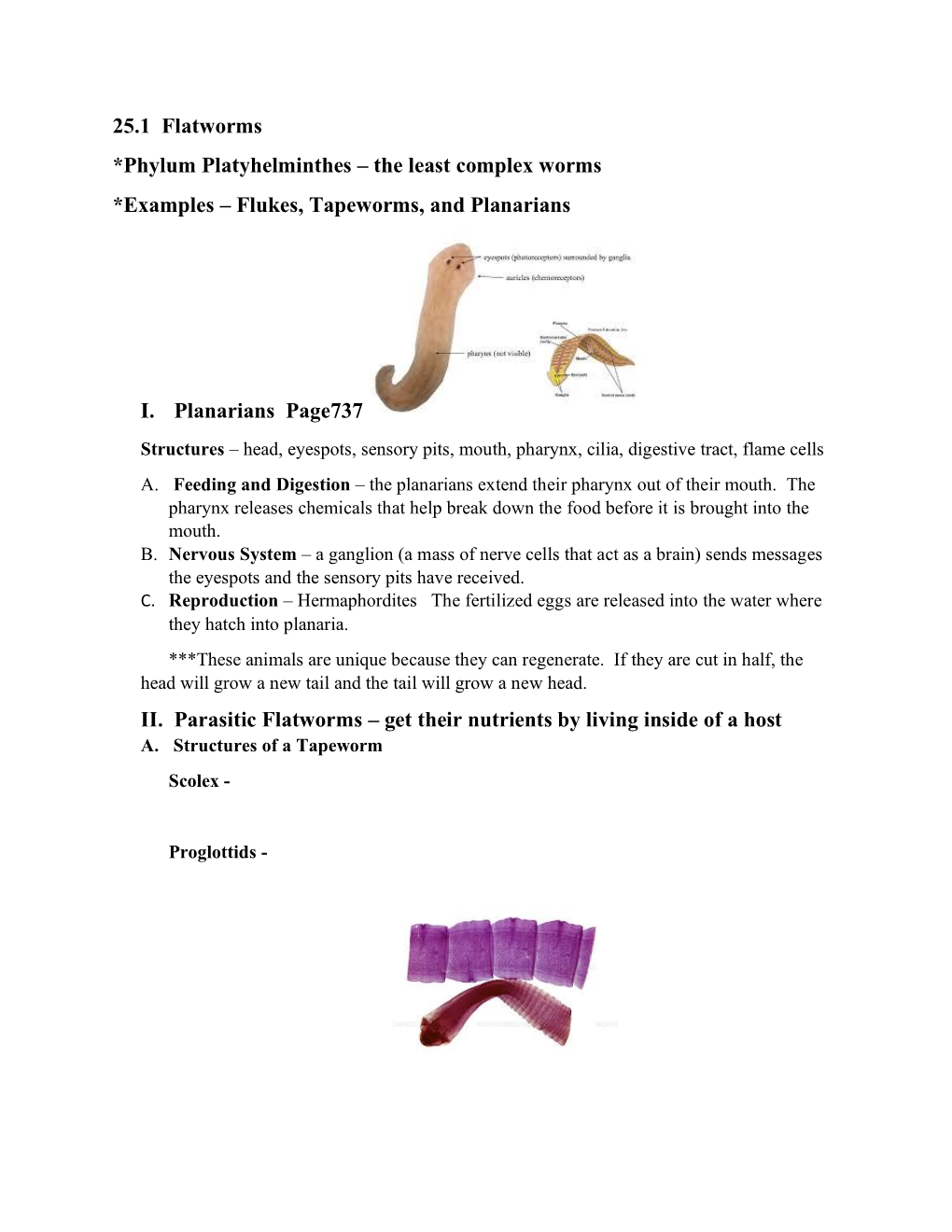 25.1 Flatworms *Phylum Platyhelminthes – the Least Complex Worms *Examples – Flukes, Tapeworms, and Planarians