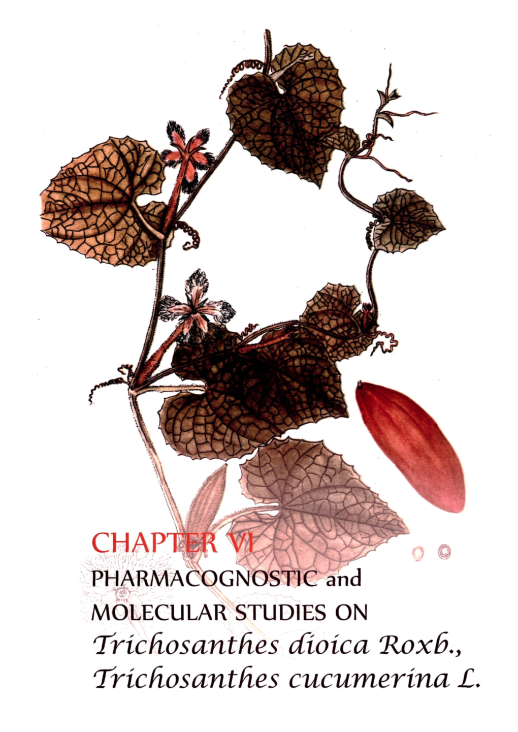 Triehosantfies Ccioica "Roxb., Triefiosantfies Cucumerina L. Chapter VI Trichosanthes Dioica Roxb