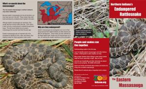 The Eastern Massasauga Rattlesnake Is Toxic, but Only a Small Amount Is Injected Through Short Fangs