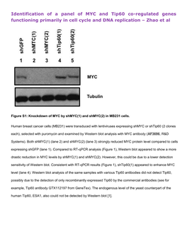 Identification of a Panel of MYC and Tip60 Co-Regulated Genes Functioning Primarily in Cell Cycle and DNA Replication – Zhao Et Al