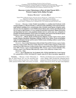 Mauremys Rivulata (Valenciennes in Bory De Saint-Vincent 1833) – Western Caspian Turtle, Balkan Terrapin