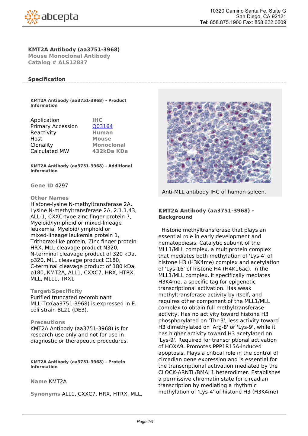 KMT2A Antibody (Aa3751-3968) Mouse Monoclonal Antibody Catalog # ALS12837