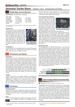 Oriental Turtle Dove Kijibato (Jpn) Streptopelia Orientalis Morphology and Classiﬁcation Four Days