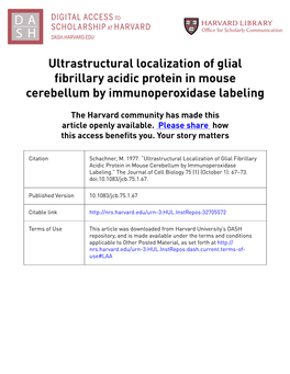 Ultrastructural Localization of Glial Fibrillary Acidic Protein in Mouse Cerebellum by Immunoperoxidase Labeling