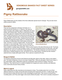 Pigmy Rattlesnake