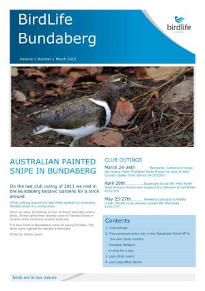 Australian Painted Snipe in Bundaberg