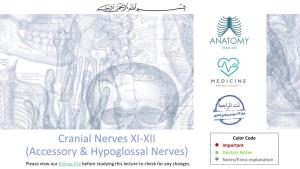 Cranial Nerves XI-XII