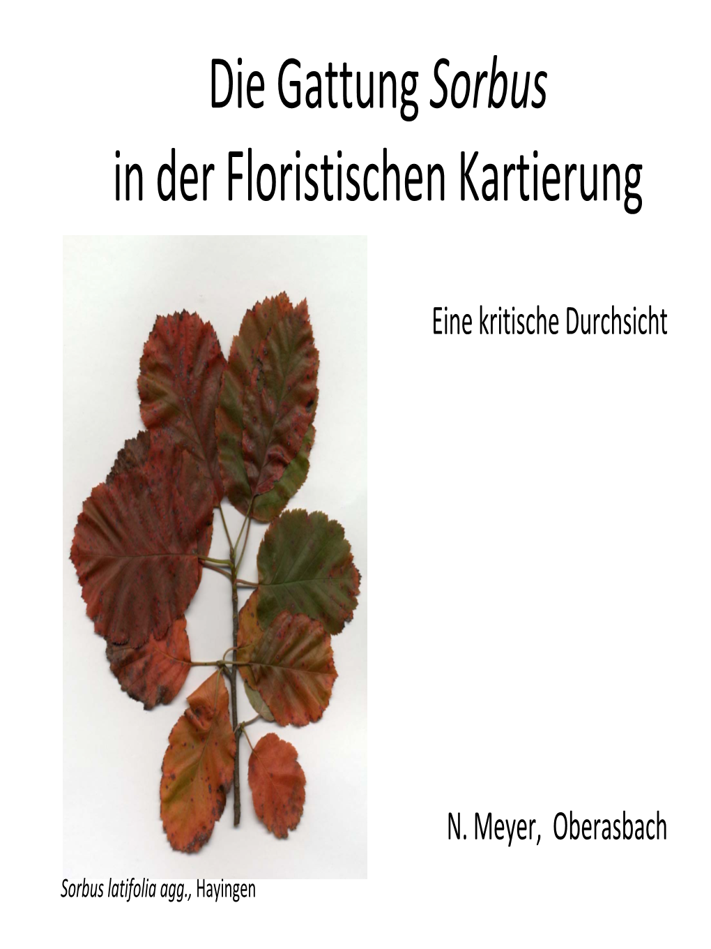 Sorbus Aria ‐ Gewöhnliche Mehlbeere Sorbus Graeca –Griechisch E Mehlbeere