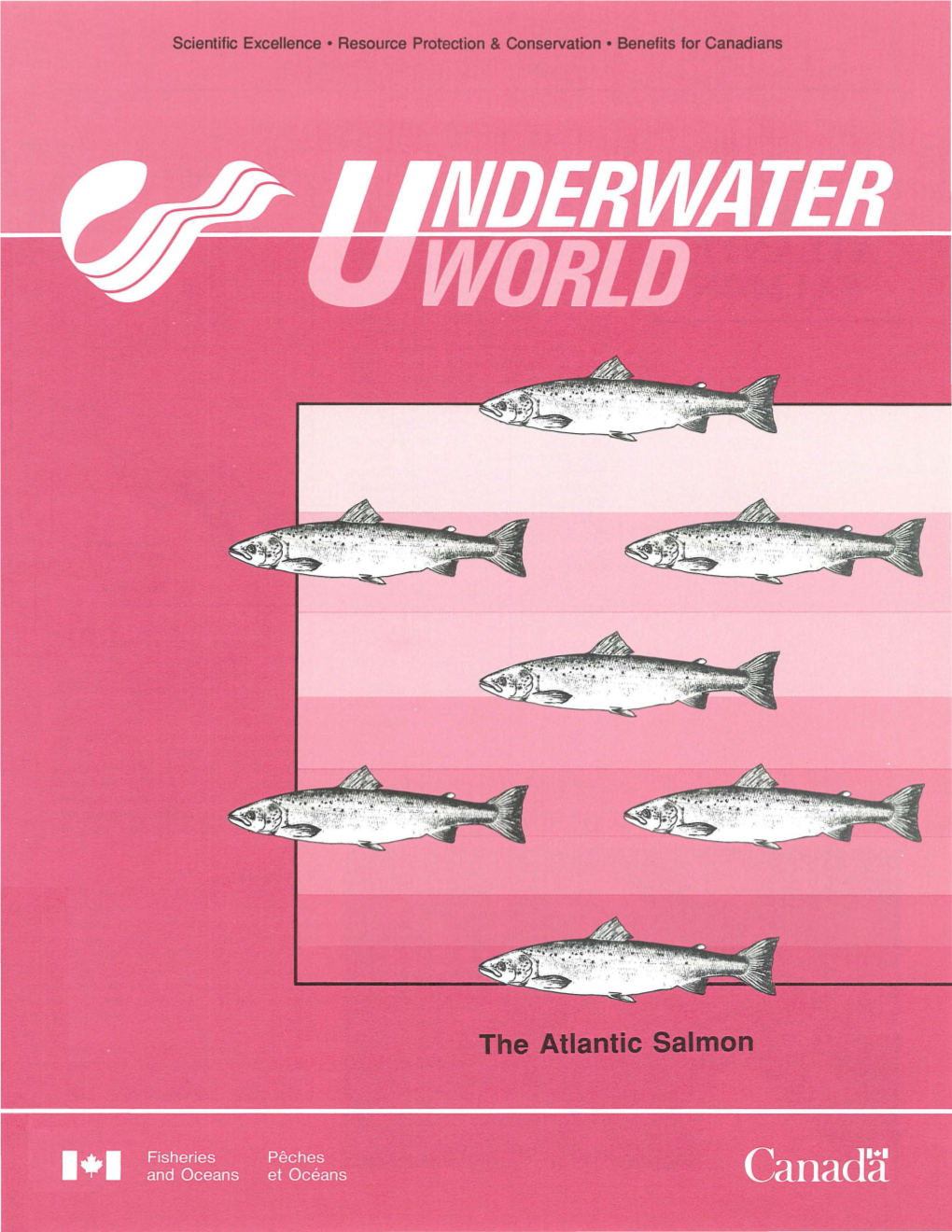 The Atlantic Salmon 2 Underwater World